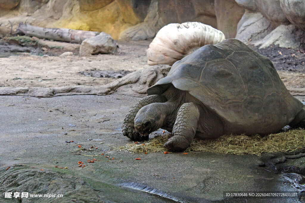 两只乌龟在地面休憩