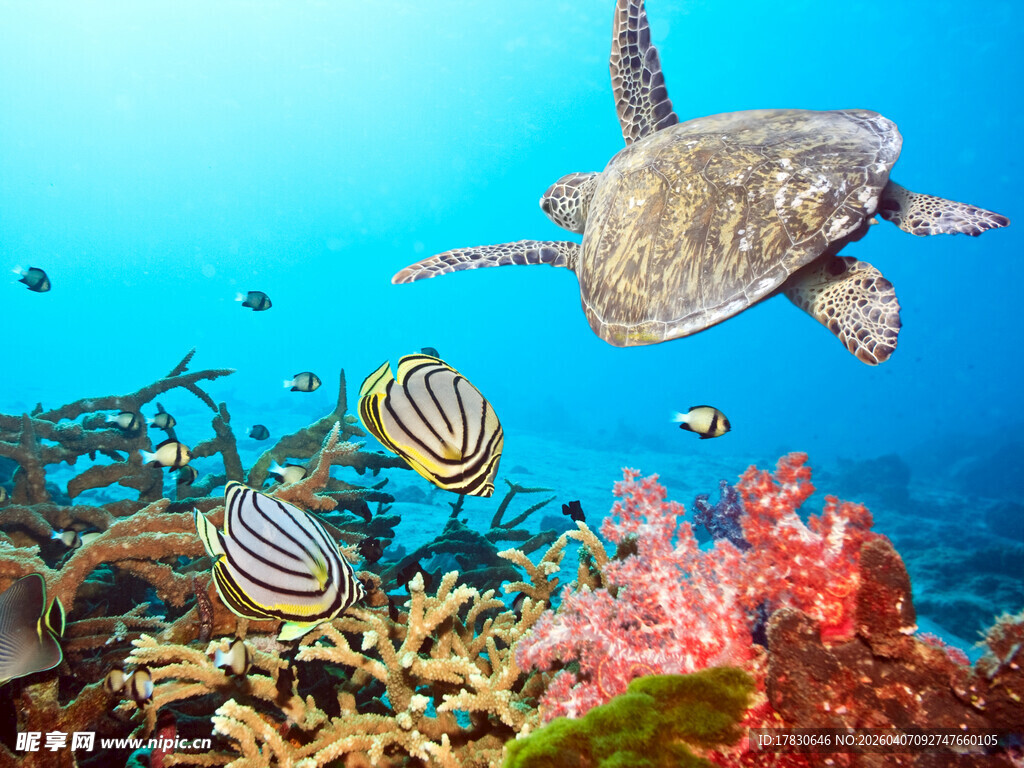海龟畅游多彩海底世界