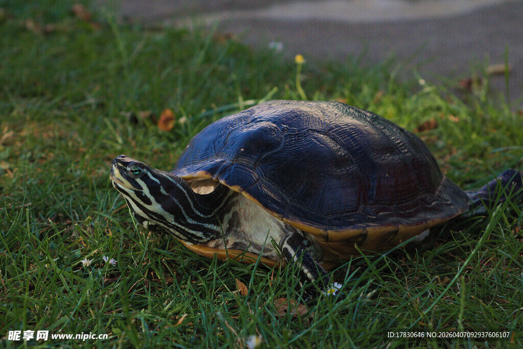 草地上的乌龟