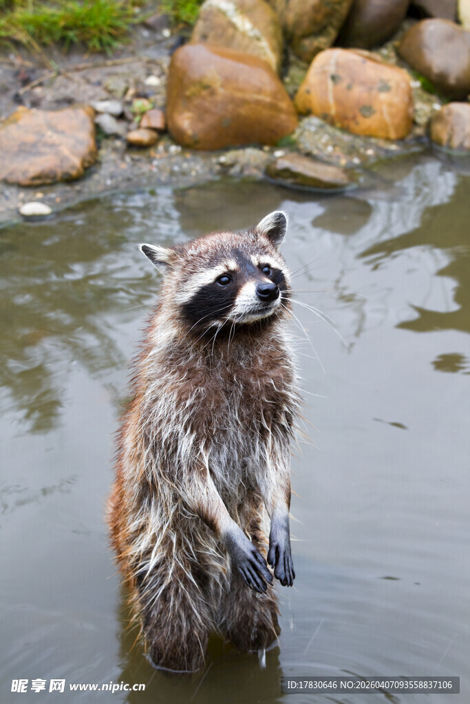 浣熊