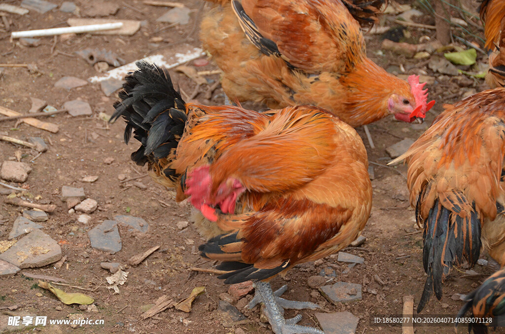 鸡群在地面觅食的场景
