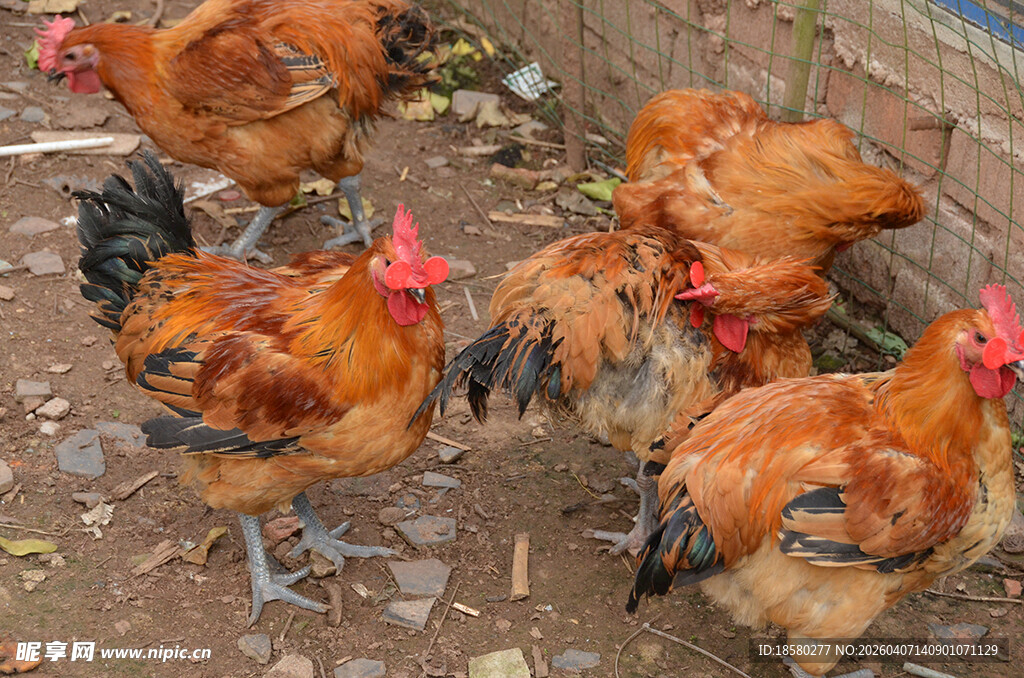 一群鸡在户外觅食