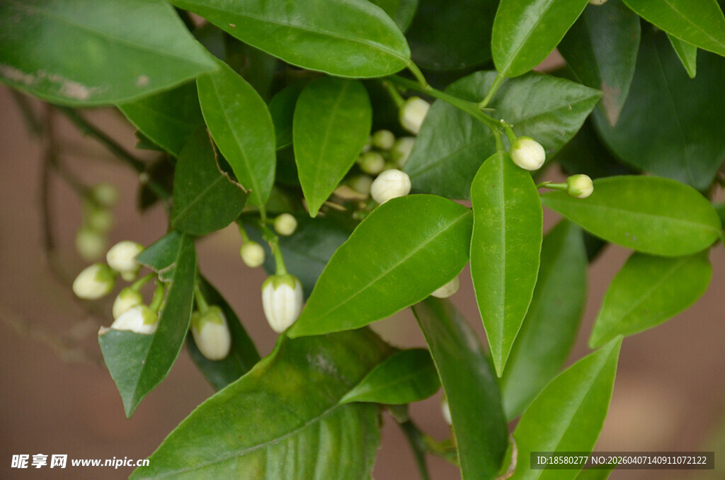 绿叶间的橘子花