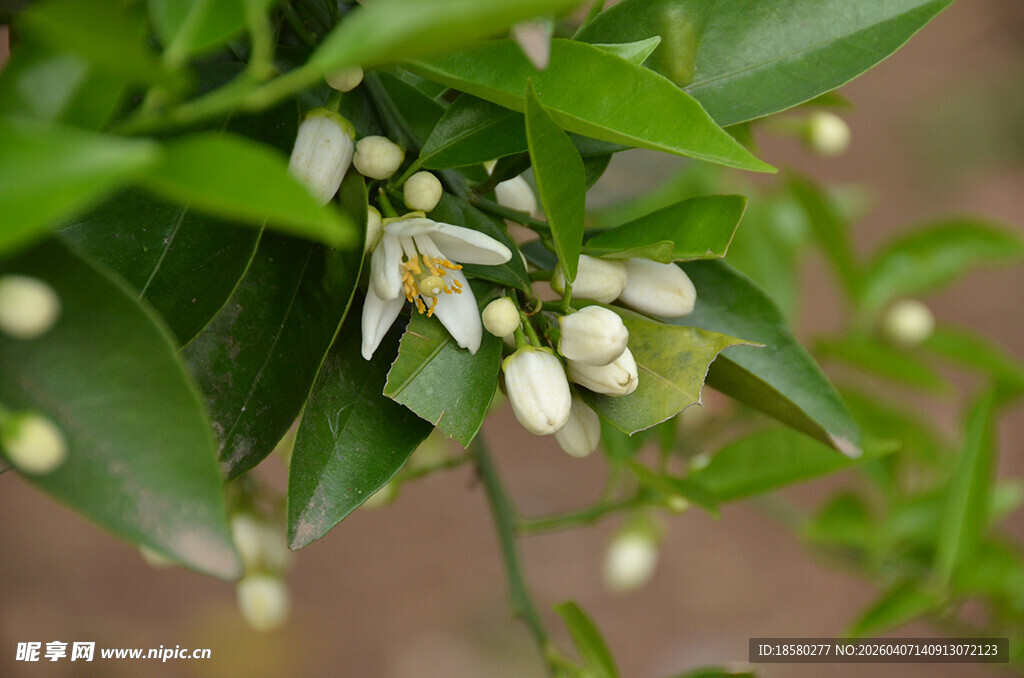 柑橘树的美丽白色橘子花朵