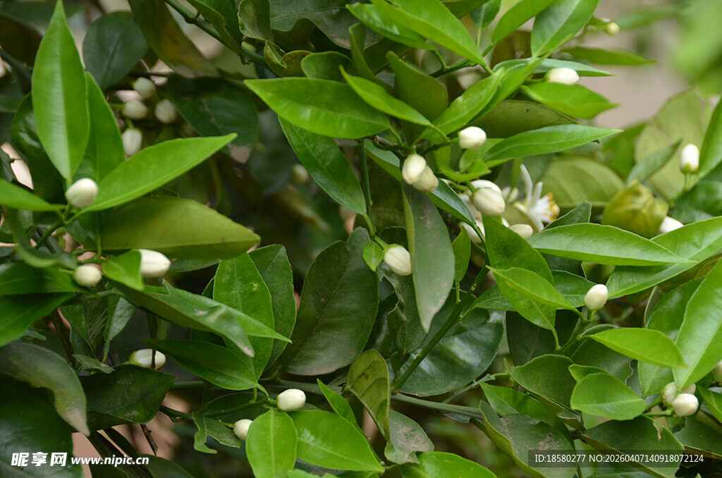 柑橘树的嫩绿花朵与叶片