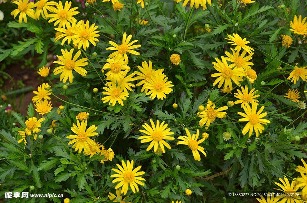 黄色木春菊小花绽放绿意间