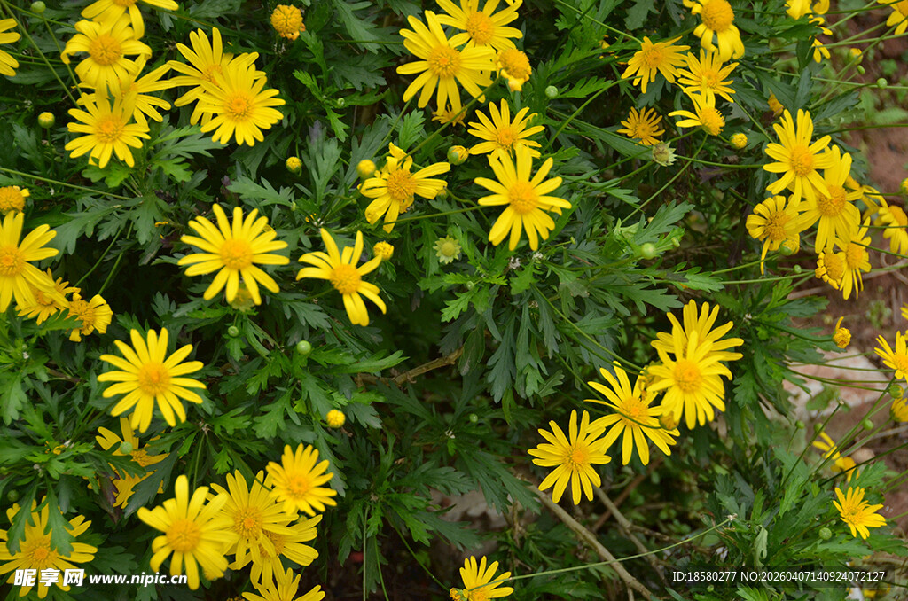 金黄灿烂的小菊花绽放
