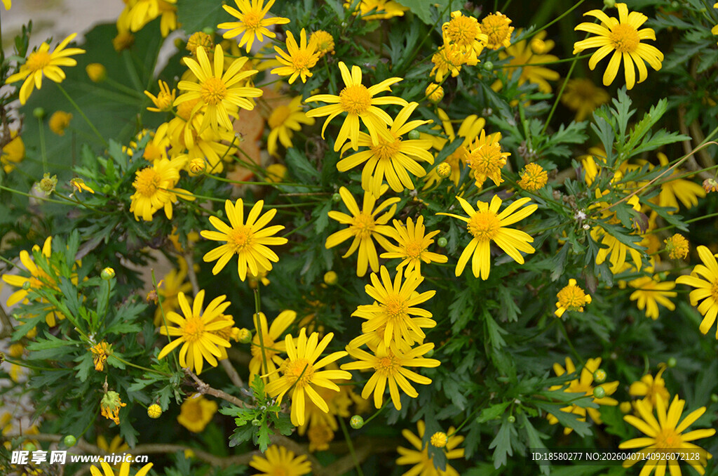 木春菊黄色小花丛