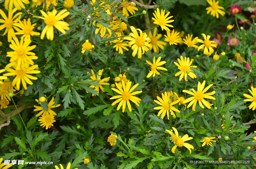 金黄灿烂的木春菊绽放