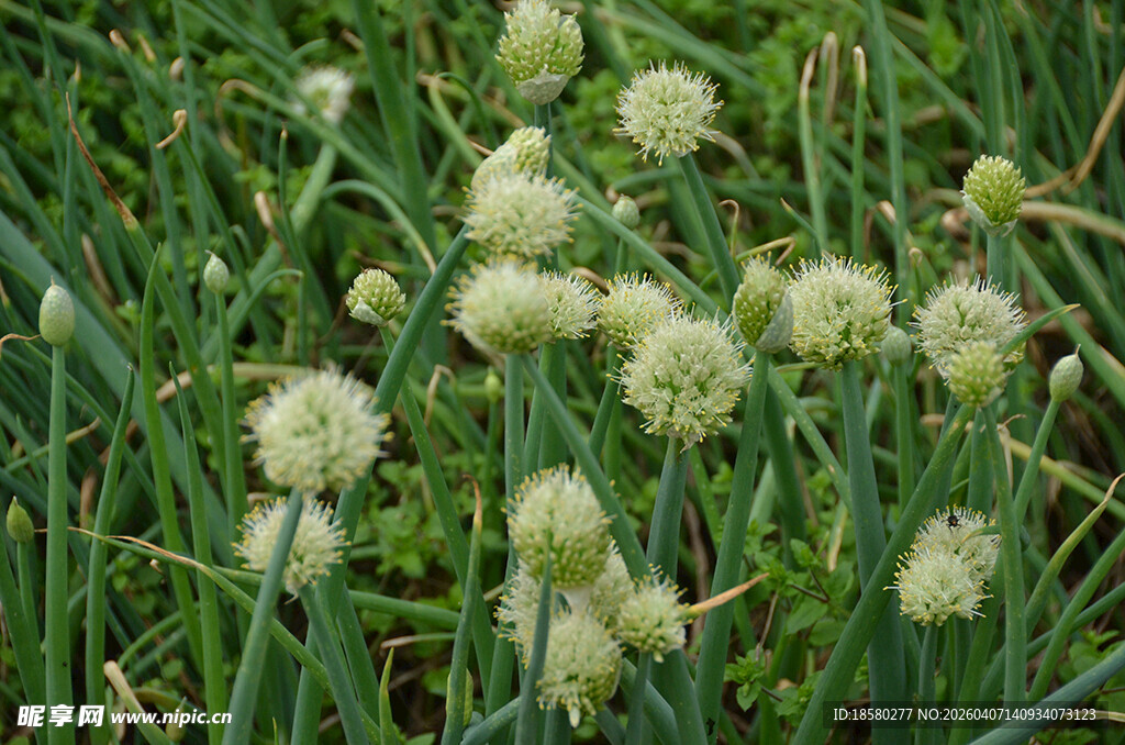 草地上的白色葱花状花朵