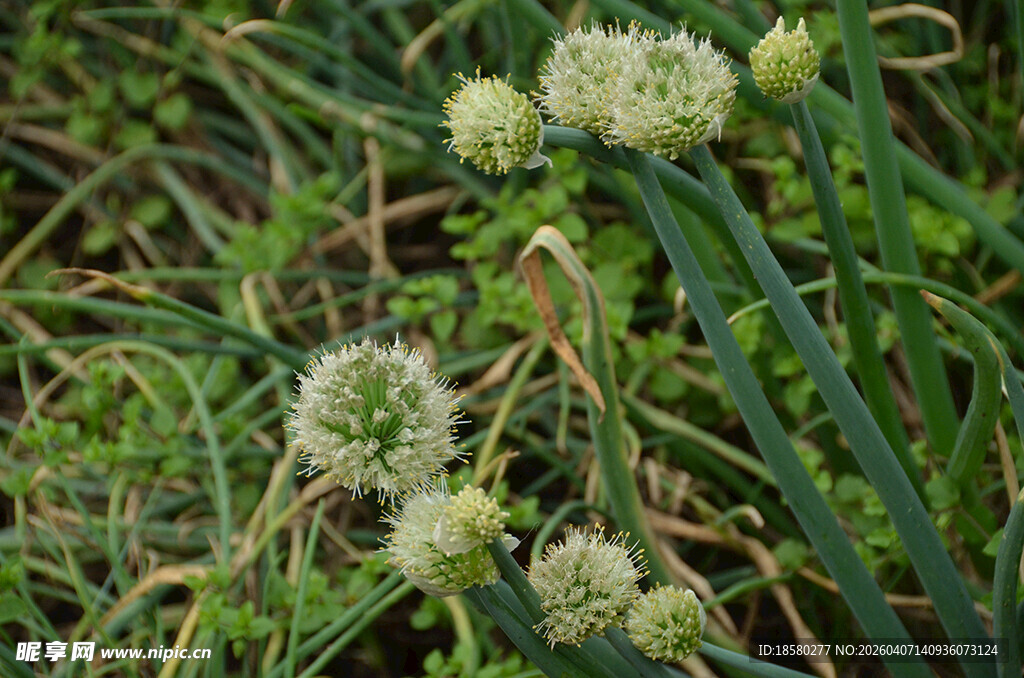 野外葱属植物绽放