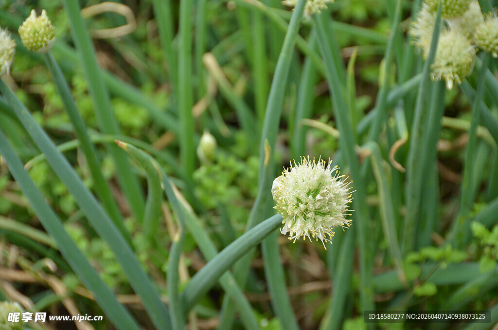 葱属植物绽放的白色花朵