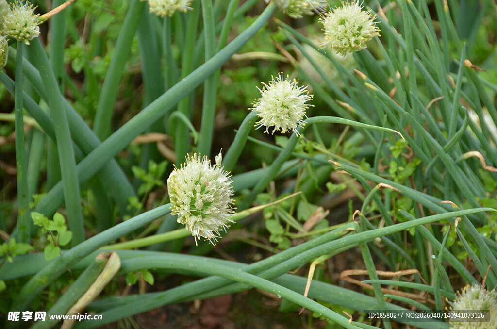 葱丛中的白色葱花花球