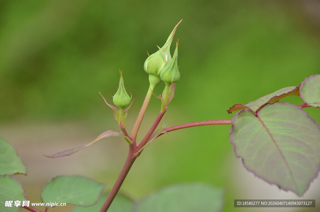 嫩绿玫瑰花蕾与枝叶
