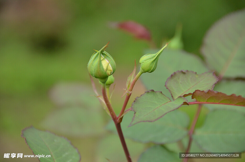 含苞待放的绿色玫瑰花蕾