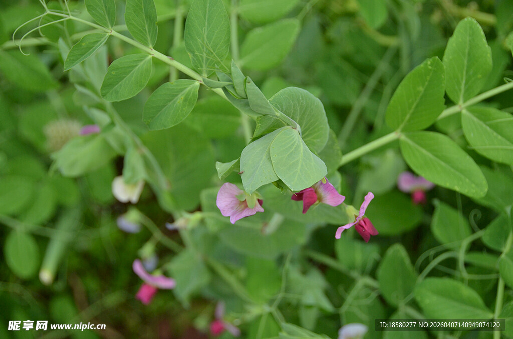 豌豆花绽放于绿叶间