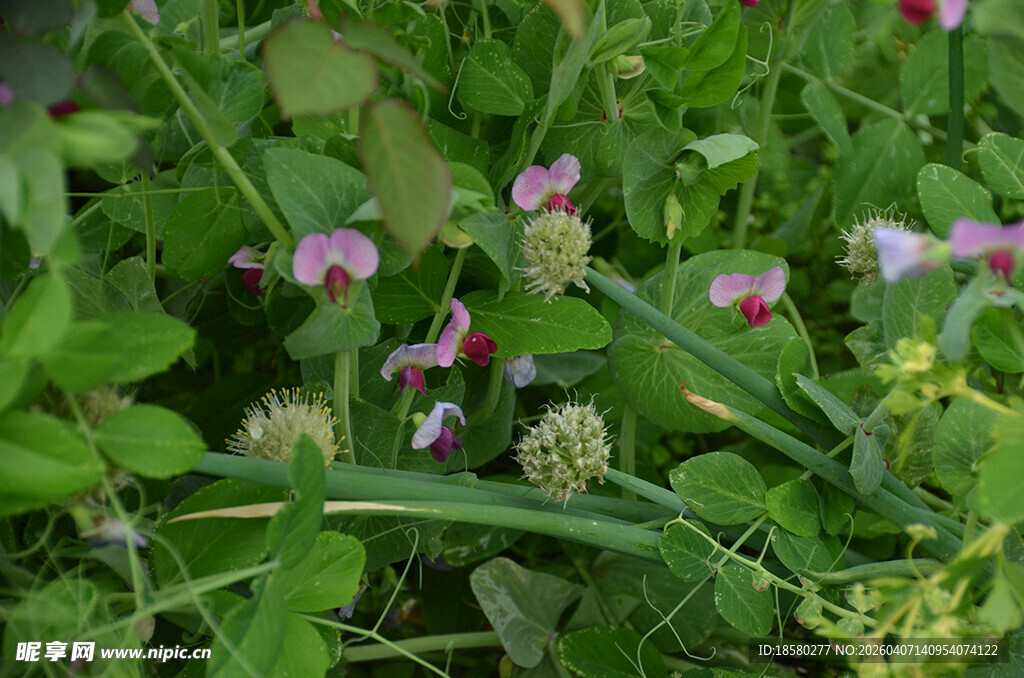 草丛中的粉白豌豆花小花