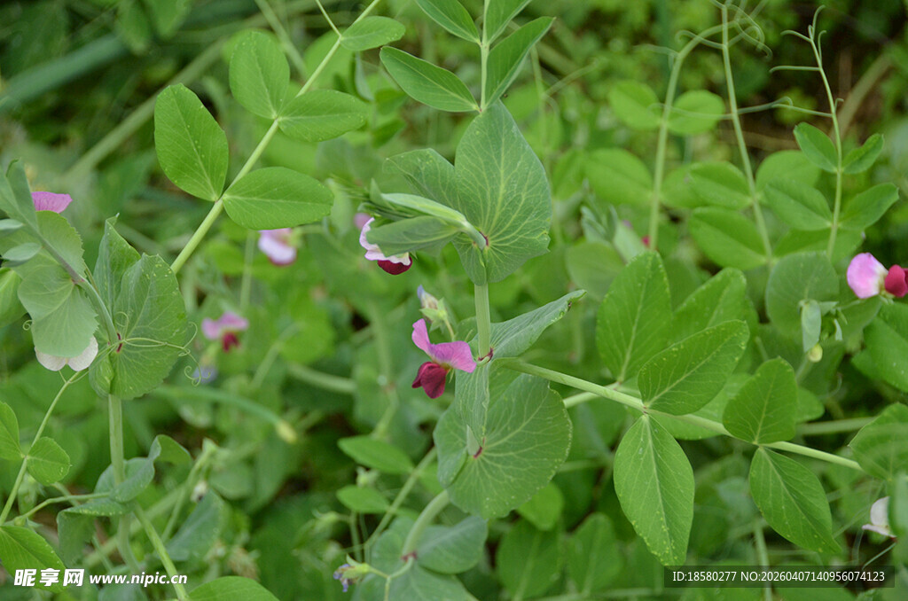 草丛中的粉色豌豆花小花