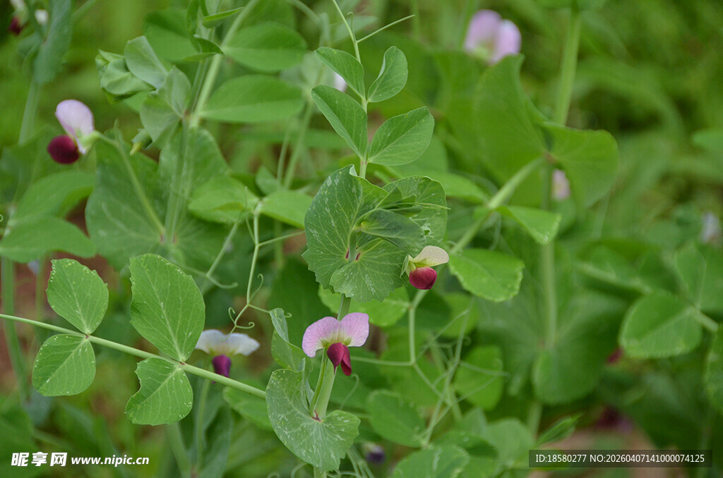 豌豆花的翠绿生机画面