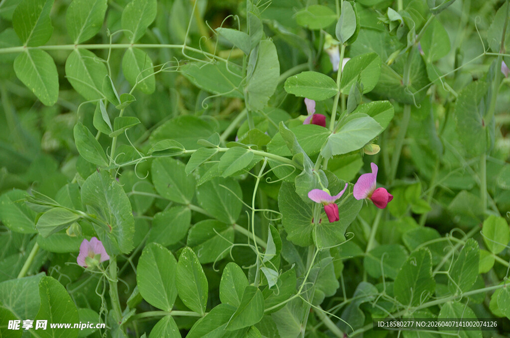 绿叶间绽放的粉色豌豆花小花