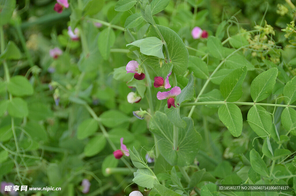 田野间绽放的粉色豌豆花