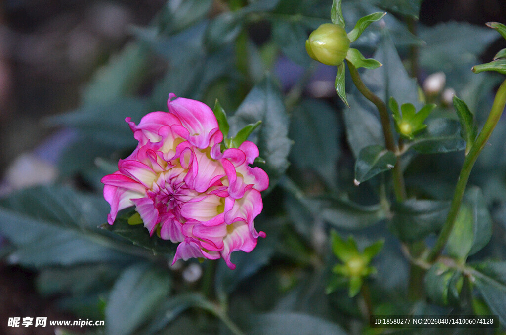 娇艳粉色大丽花花卉特写