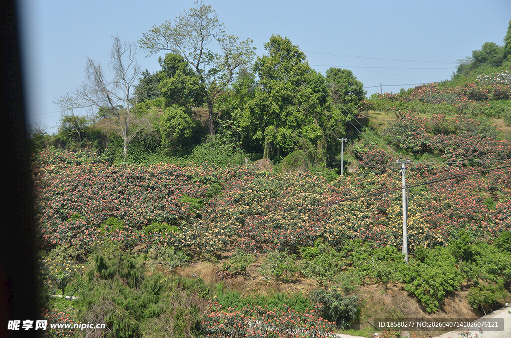 山坡枇杷绿植景观