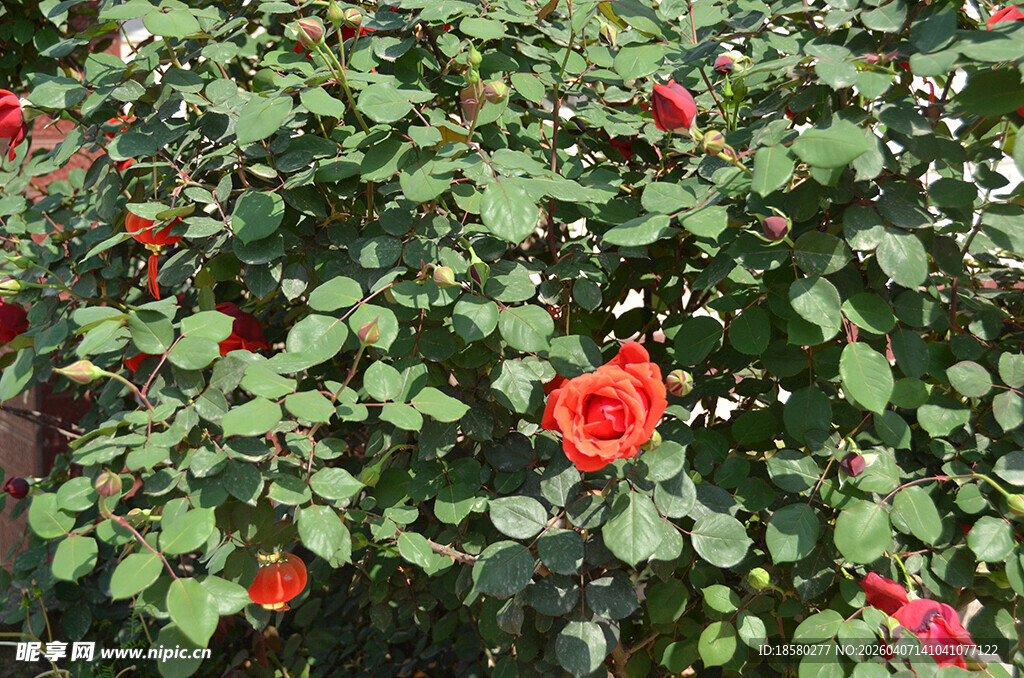 绽放的红色月季花
