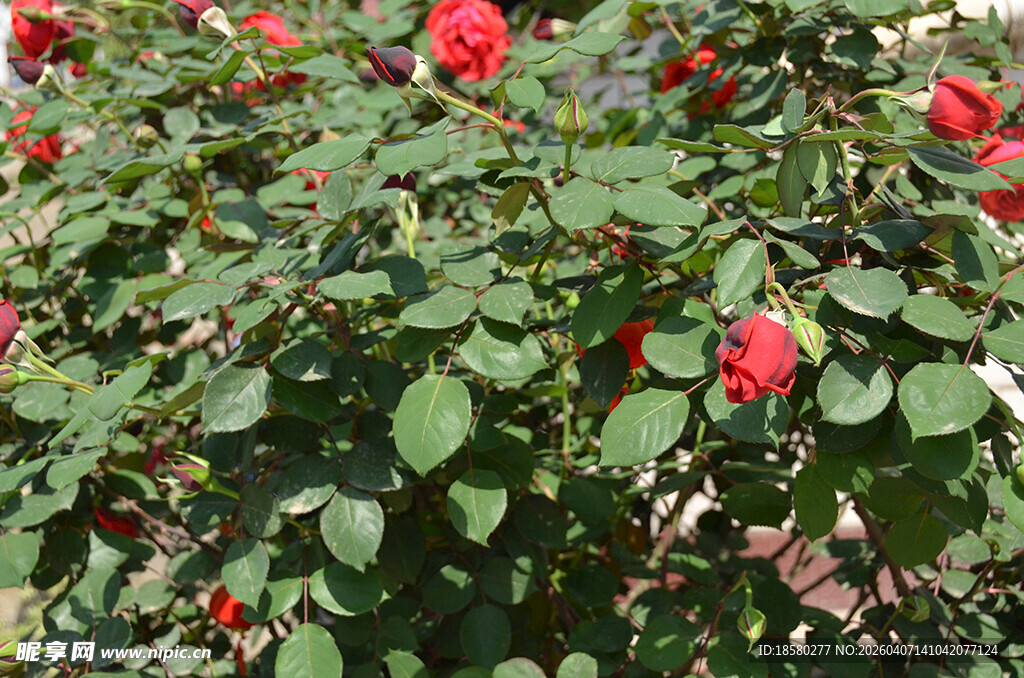 绽放的红玫瑰与绿叶