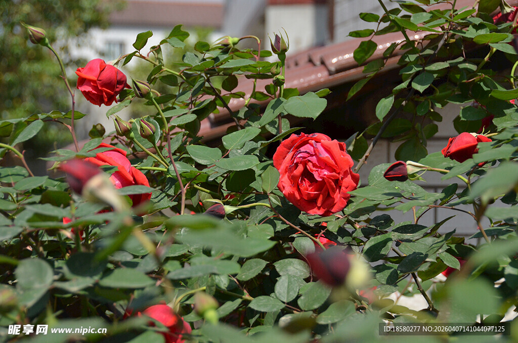 娇艳绽放的庭院绯扇红玫瑰
