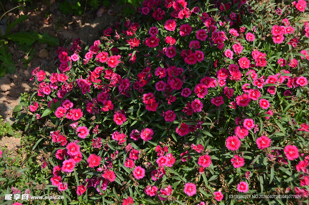 艳丽石竹花丛绽放美好生机