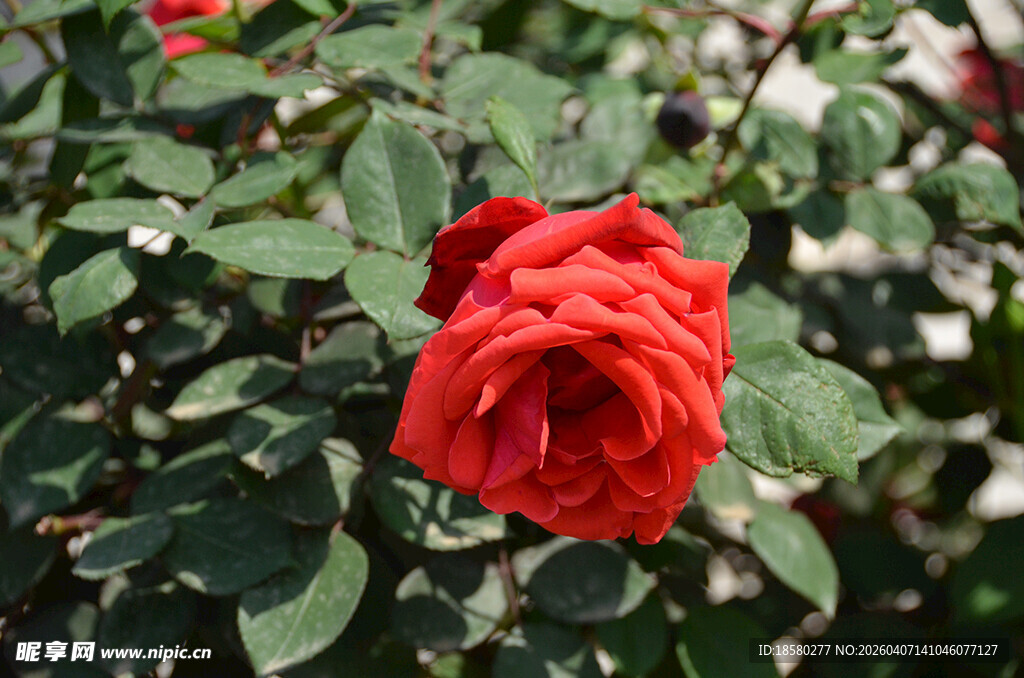 娇艳红玫瑰绽放绿叶间