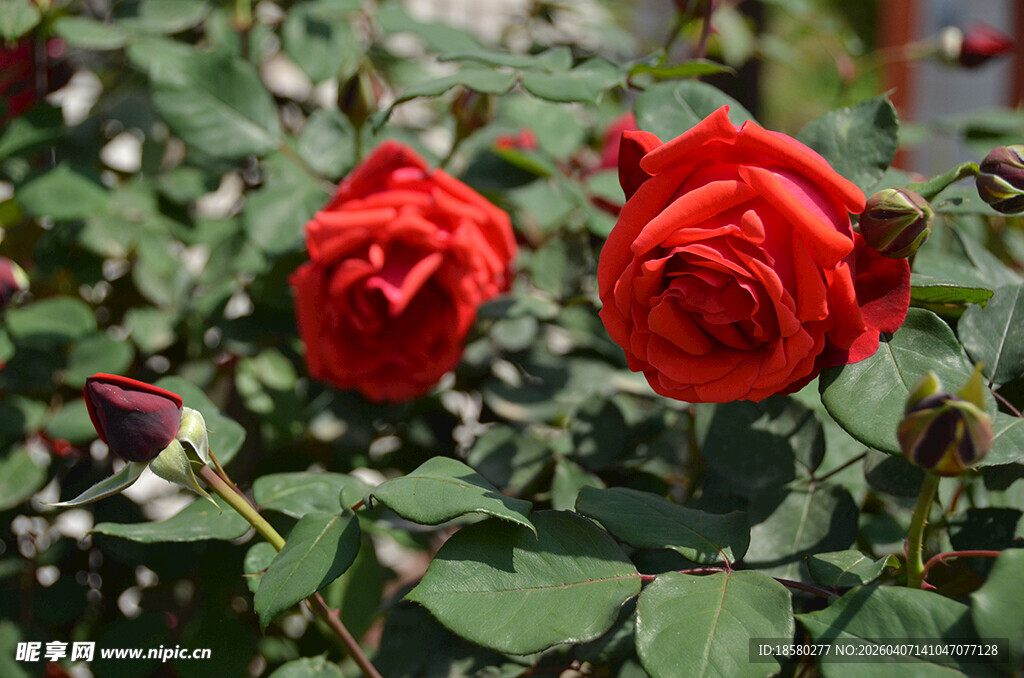 两朵娇艳绯扇卡罗拉红玫瑰绽放