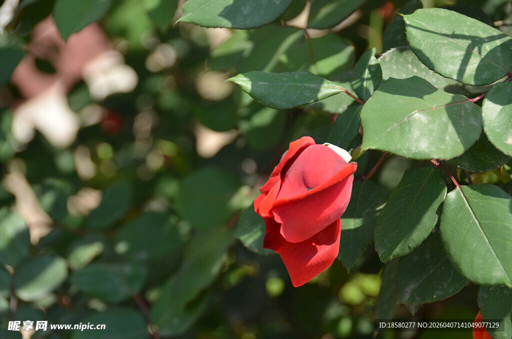 娇艳红玫瑰绽放绿叶间