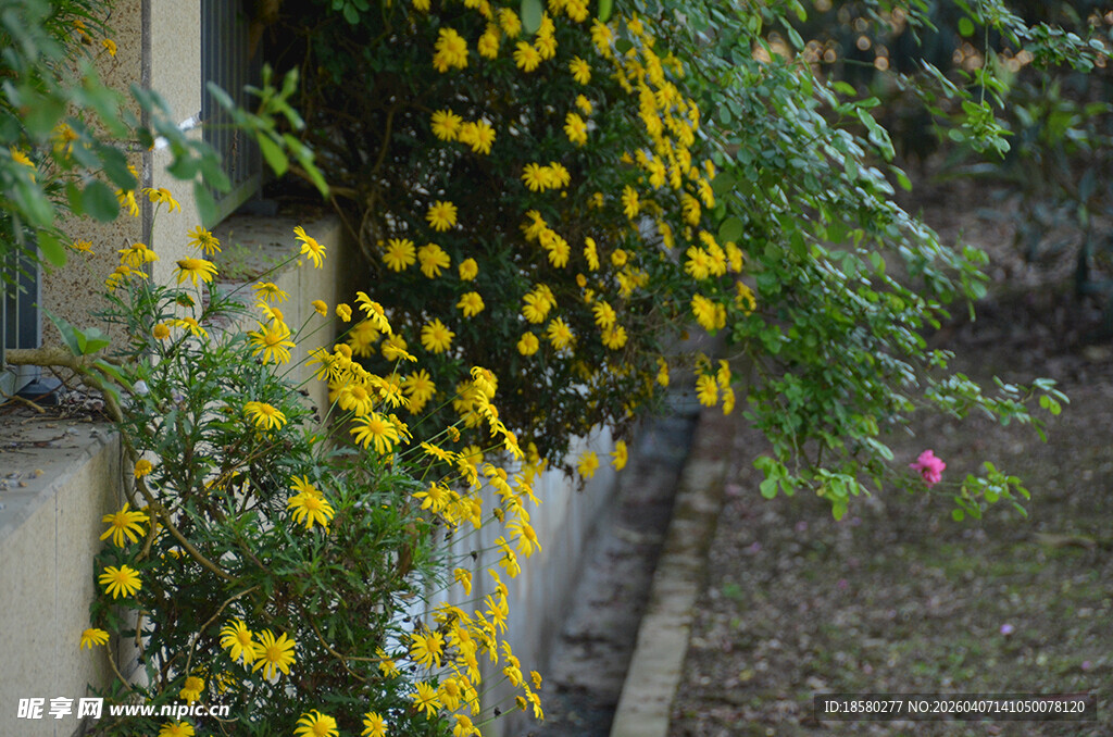 墙边绽放的黄色木春菊