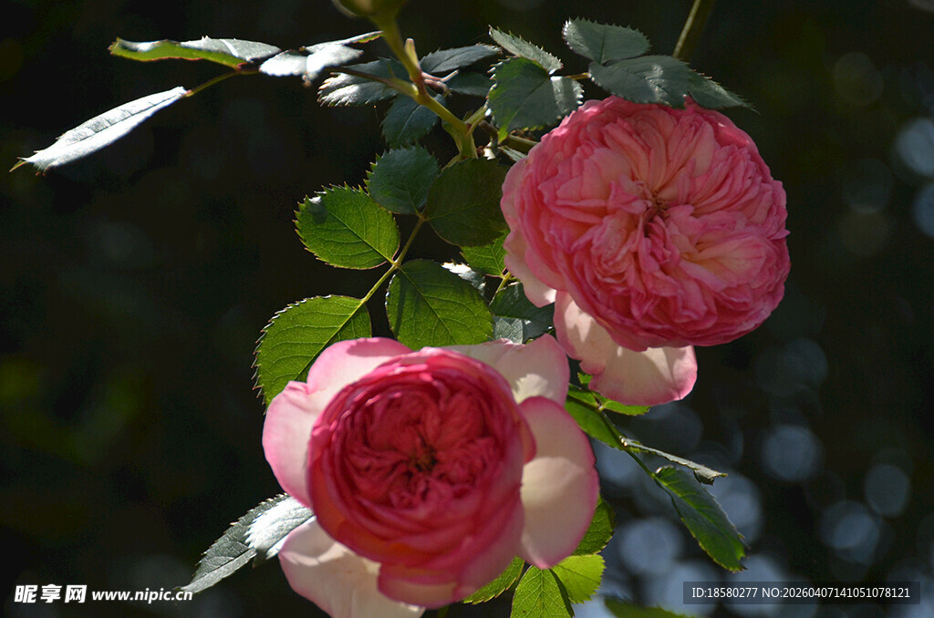娇艳绽放的粉色月季花