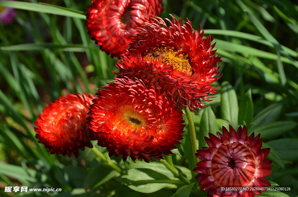 鲜艳红色麦秆菊花朵绽放