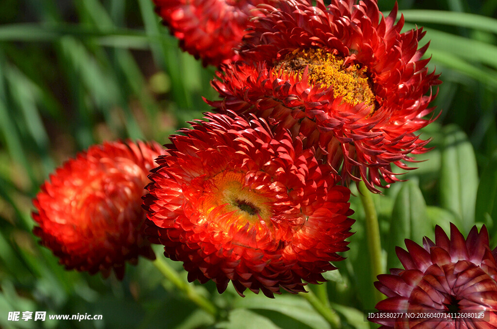 鲜艳深红蜡菊近景特写