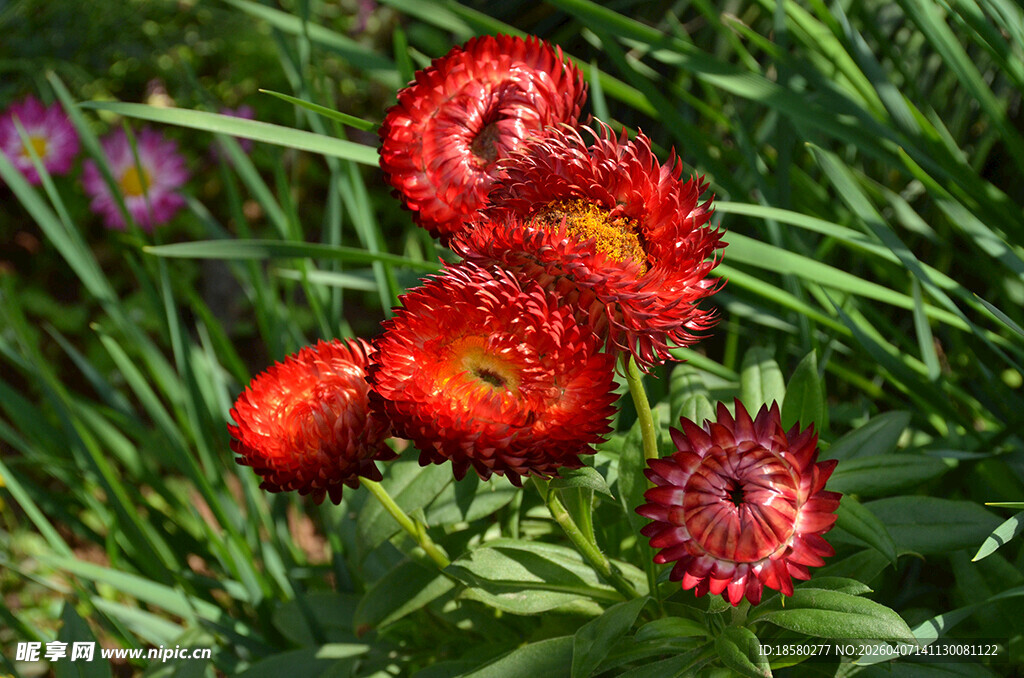 鲜艳红色麦秆菊花朵绽放绿意间