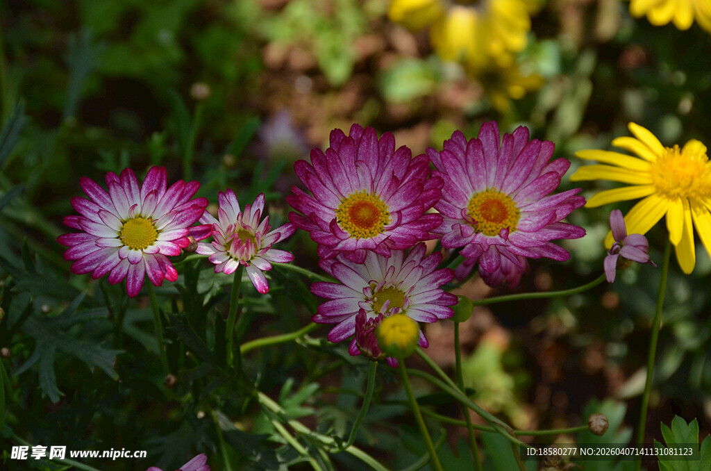 多彩小花绽放于绿意间蓝目菊 