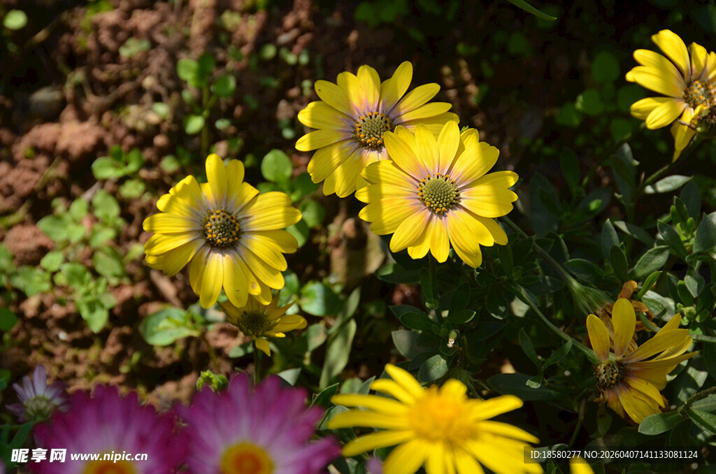多彩花卉绽放蓝目菊 
