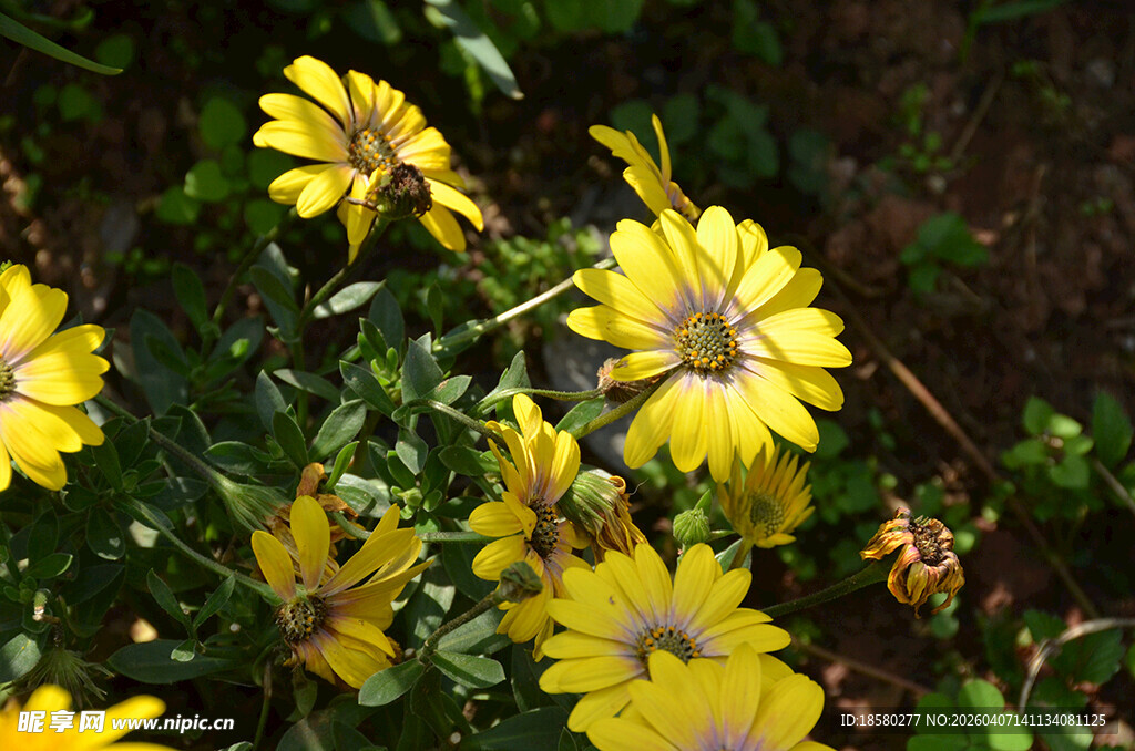 绽放的黄色小花蓝目菊 