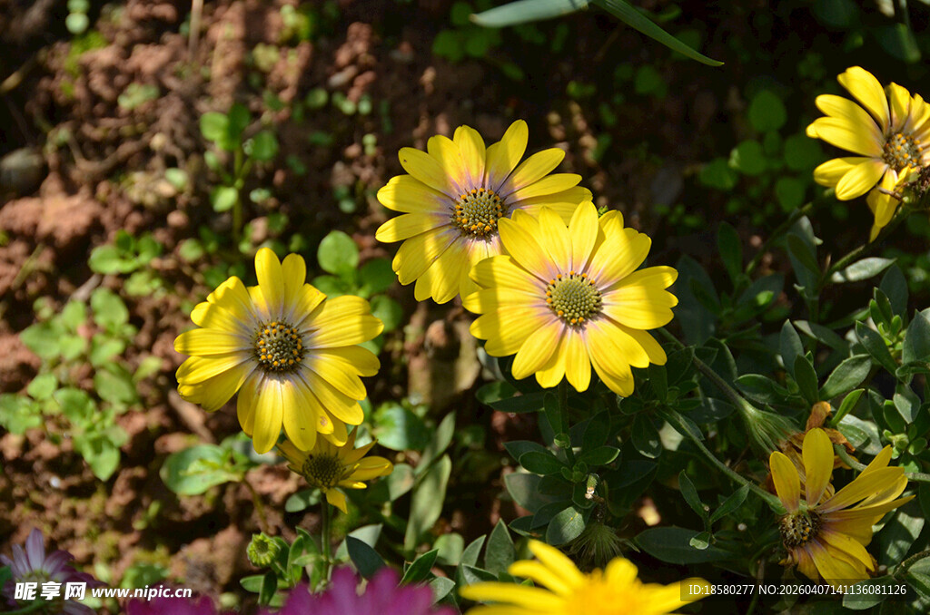 黄色小花绽放于草丛中蓝目菊 