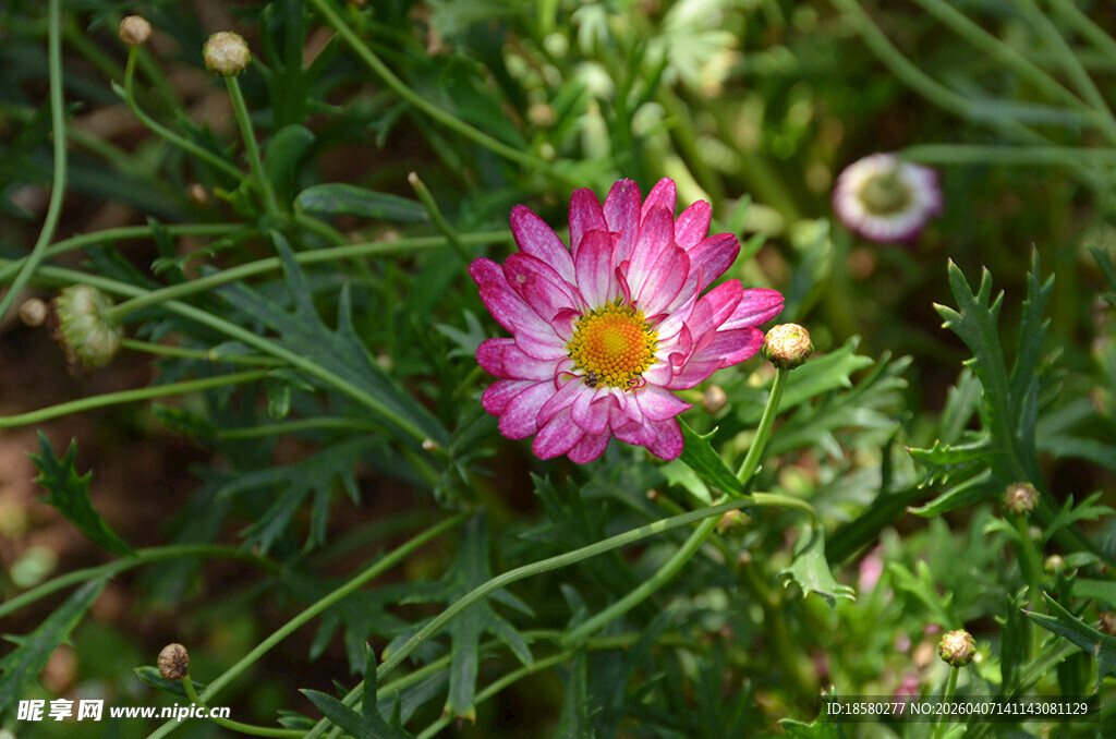 粉色小花绽放于草丛间