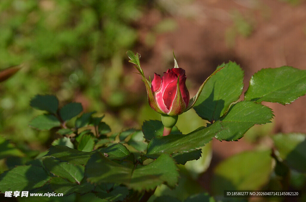 含苞待放的娇艳红玫瑰