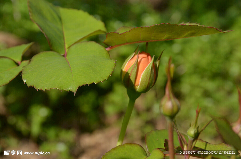 含苞待放的娇艳玫瑰