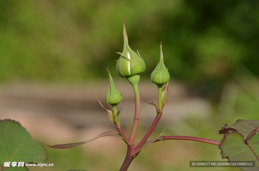 含苞待放的绿色植物花蕾