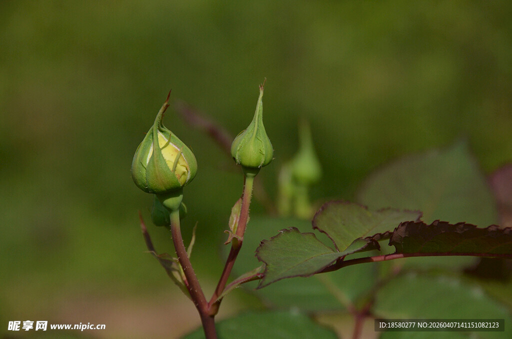 含苞待放的玫瑰花蕾