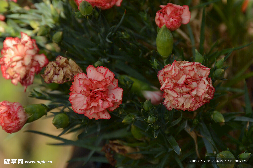 娇艳康乃馨绽放