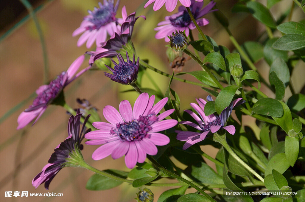 紫色雏菊花丛绽放
